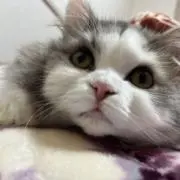 りょうの画像