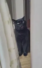 もんぷちの画像