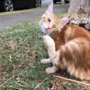 ゆるりの画像