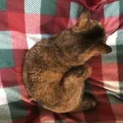 猫日和の画像
