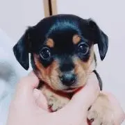 みぃこ