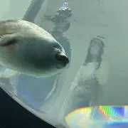 アザラシの画像