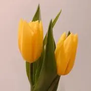 はるの画像