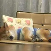 けいた