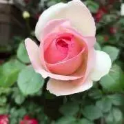 rovimaru☆の画像