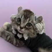 tuyaの画像