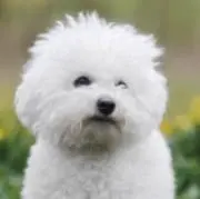 くるまの画像