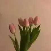 ぴの画像