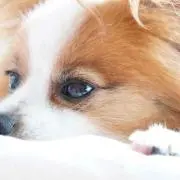 やび
