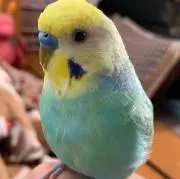 きーちゃんの画像