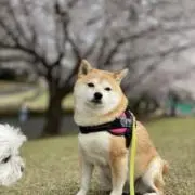 meiの画像