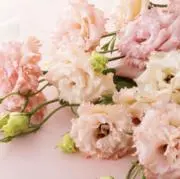 NANA／即入歓迎の画像