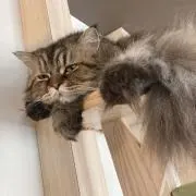ねろの画像