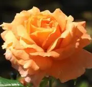 peachの画像