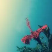 shino⭐︎7/3金-7/5日発送不可の画像