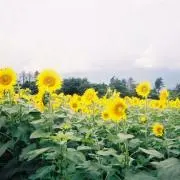 Yuの画像