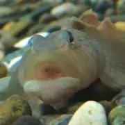 マンダマ