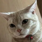 いろはの画像