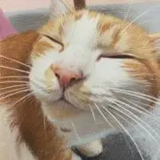 にゃんちゃんの画像