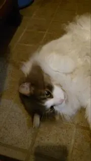 青こんちの画像