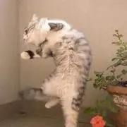 しお
