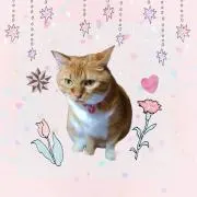 えむえすの画像