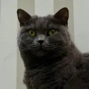 リリ