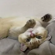 Eveの画像