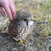 メープルの画像
