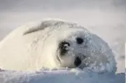 たつの画像