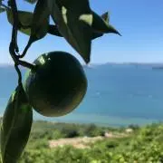 kikky