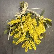 Kokeniの画像
