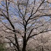 にこにこの画像