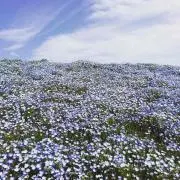 Image of MM