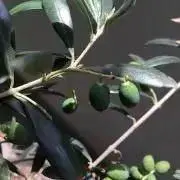oliveの画像