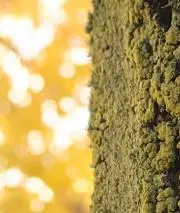 Y*y様 【ほぼ新品ステファノ・ブランキーニ 極上ヴァンプローファー