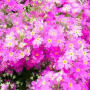 primrose