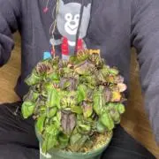 N*c様 Cephalotus German Giant C.C大株 Cephalotus Follicularis German giant x Czech giant for Sale | My