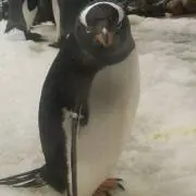 カズマの画像