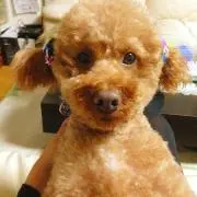 せりりん♪購入前コメントお願いします