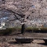 コーチの画像