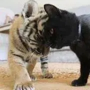毬花の画像