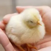 ぴよ♦おまとめセール中❗❗※プロフ参照の画像