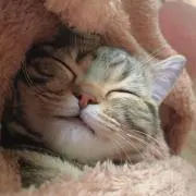 ゆいの画像
