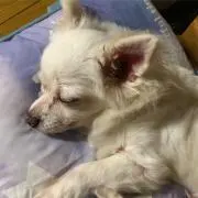 スミレとカノンの画像