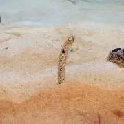 みの画像