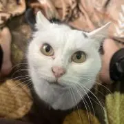 ひでっぴの画像