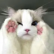 ゆうゆうの画像