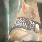 Bebe❤︎babyの画像