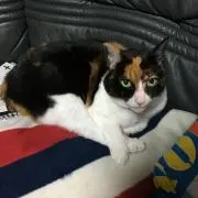 sato
